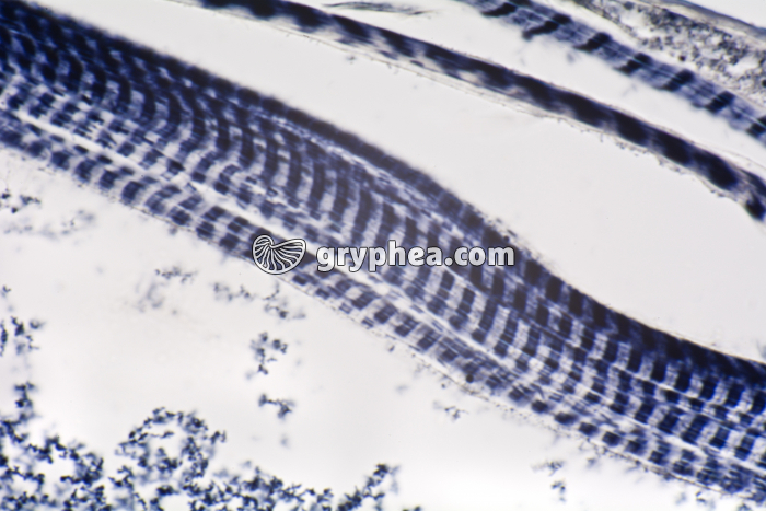 Muscle stries géantes larve de Chironome CL x200 - gryphea.com